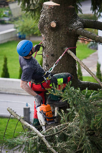 How Our Tree Care Process Works  in Reedsport, OR