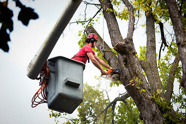 Reliable Reedsport, OR Tree Services Solutions